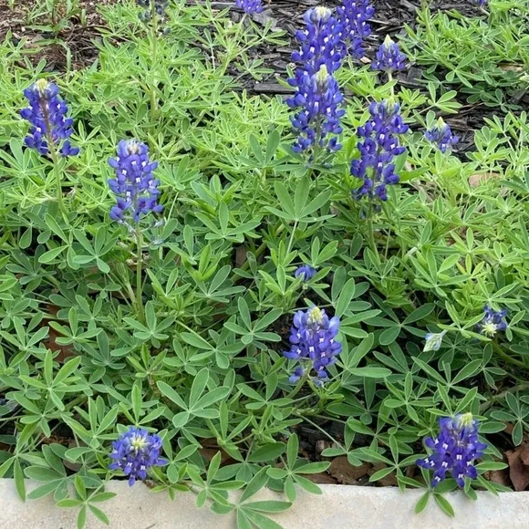 50 Seeds Texas Bluebonnet Wildflower Lupinus texensis Flower Seeds Garden - Picture 7 of 16